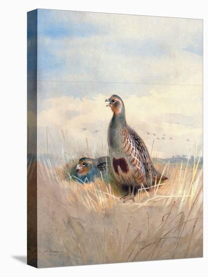 Two English Partridges, 1903-Archibald Thorburn-Stretched Canvas