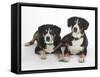 Two Entlebucher Mountain Dogs Lying Down-Petra Wegner-Framed Stretched Canvas