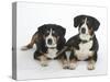 Two Entlebucher Mountain Dogs Lying Down-Petra Wegner-Stretched Canvas