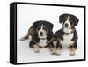 Two Entlebucher Mountain Dogs Lying Down-Petra Wegner-Framed Stretched Canvas