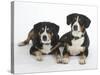 Two Entlebucher Mountain Dogs Lying Down-Petra Wegner-Stretched Canvas