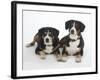 Two Entlebucher Mountain Dogs Lying Down-Petra Wegner-Framed Photographic Print