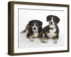 Two Entlebucher Mountain Dogs Lying Down-Petra Wegner-Framed Photographic Print