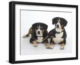 Two Entlebucher Mountain Dogs Lying Down-Petra Wegner-Framed Photographic Print