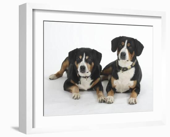 Two Entlebucher Mountain Dogs Lying Down-Petra Wegner-Framed Photographic Print