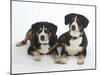 Two Entlebucher Mountain Dogs Lying Down-Petra Wegner-Mounted Photographic Print