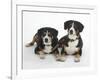 Two Entlebucher Mountain Dogs Lying Down-Petra Wegner-Framed Photographic Print