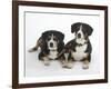 Two Entlebucher Mountain Dogs Lying Down-Petra Wegner-Framed Photographic Print