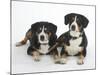 Two Entlebucher Mountain Dogs Lying Down-Petra Wegner-Mounted Photographic Print