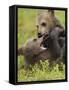 Two Eurasian Brown Bear (Ursus Arctos) Cubs Fighting, Suomussalmi, Finland, July 2008-Widstrand-Framed Stretched Canvas
