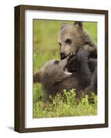 Two Eurasian Brown Bear (Ursus Arctos) Cubs Fighting, Suomussalmi, Finland, July 2008-Widstrand-Framed Photographic Print