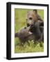 Two Eurasian Brown Bear (Ursus Arctos) Cubs Fighting, Suomussalmi, Finland, July 2008-Widstrand-Framed Photographic Print