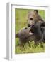 Two Eurasian Brown Bear (Ursus Arctos) Cubs Fighting, Suomussalmi, Finland, July 2008-Widstrand-Framed Photographic Print