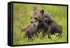 Two Eurasian Brown Bear (Ursus Arctos) Cubs Play Fighting, Suomussalmi, Finland, July 2008-Widstrand-Framed Stretched Canvas