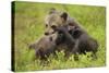 Two Eurasian Brown Bear (Ursus Arctos) Cubs Play Fighting, Suomussalmi, Finland, July 2008-Widstrand-Stretched Canvas
