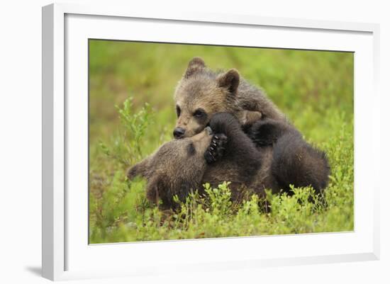 Two Eurasian Brown Bear (Ursus Arctos) Cubs Play Fighting, Suomussalmi, Finland, July 2008-Widstrand-Framed Photographic Print