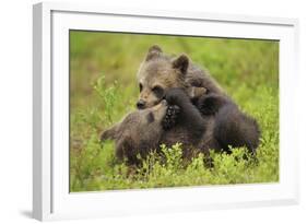 Two Eurasian Brown Bear (Ursus Arctos) Cubs Play Fighting, Suomussalmi, Finland, July 2008-Widstrand-Framed Photographic Print