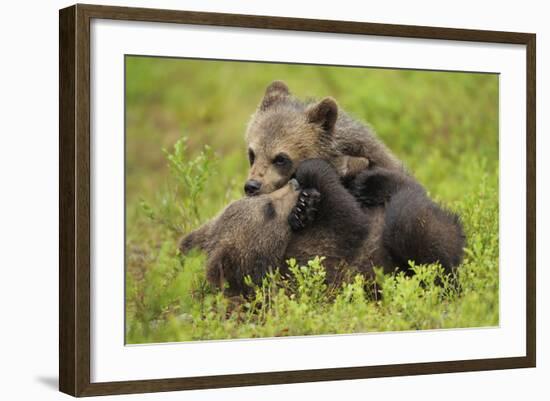 Two Eurasian Brown Bear (Ursus Arctos) Cubs Play Fighting, Suomussalmi, Finland, July 2008-Widstrand-Framed Photographic Print