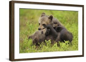 Two Eurasian Brown Bear (Ursus Arctos) Cubs Play Fighting, Suomussalmi, Finland, July 2008-Widstrand-Framed Photographic Print