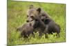 Two Eurasian Brown Bear (Ursus Arctos) Cubs Play Fighting, Suomussalmi, Finland, July 2008-Widstrand-Mounted Photographic Print