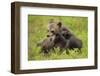 Two Eurasian Brown Bear (Ursus Arctos) Cubs Play Fighting, Suomussalmi, Finland, July 2008-Widstrand-Framed Photographic Print