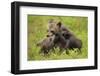 Two Eurasian Brown Bear (Ursus Arctos) Cubs Play Fighting, Suomussalmi, Finland, July 2008-Widstrand-Framed Photographic Print