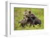 Two Eurasian Brown Bear (Ursus Arctos) Cubs Play Fighting, Suomussalmi, Finland, July 2008-Widstrand-Framed Photographic Print