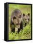 Two Eurasian Brown Bear (Ursus Arctos) Cubs, Suomussalmi, Finland, July 2008-Widstrand-Framed Stretched Canvas