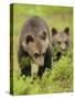 Two Eurasian Brown Bear (Ursus Arctos) Cubs, Suomussalmi, Finland, July 2008-Widstrand-Stretched Canvas