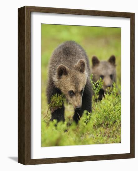 Two Eurasian Brown Bear (Ursus Arctos) Cubs, Suomussalmi, Finland, July 2008-Widstrand-Framed Photographic Print