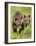 Two Eurasian Brown Bear (Ursus Arctos) Cubs, Suomussalmi, Finland, July 2008-Widstrand-Framed Photographic Print