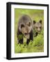 Two Eurasian Brown Bear (Ursus Arctos) Cubs, Suomussalmi, Finland, July 2008-Widstrand-Framed Photographic Print