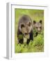 Two Eurasian Brown Bear (Ursus Arctos) Cubs, Suomussalmi, Finland, July 2008-Widstrand-Framed Photographic Print