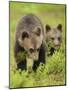 Two Eurasian Brown Bear (Ursus Arctos) Cubs, Suomussalmi, Finland, July 2008-Widstrand-Mounted Photographic Print