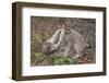 Two Eurasian lynx kittens, aged eight months, play fighting-Edwin Giesbers-Framed Photographic Print