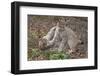 Two Eurasian lynx kittens, aged eight months, play fighting-Edwin Giesbers-Framed Photographic Print