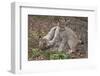 Two Eurasian lynx kittens, aged eight months, play fighting-Edwin Giesbers-Framed Photographic Print