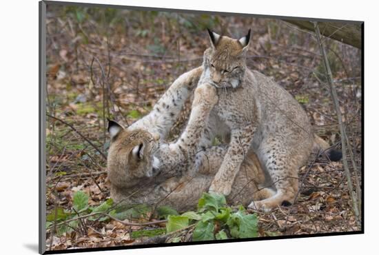 Two Eurasian lynx kittens, aged eight months, play fighting-Edwin Giesbers-Mounted Photographic Print