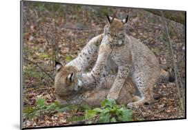 Two Eurasian lynx kittens, aged eight months, play fighting-Edwin Giesbers-Mounted Photographic Print