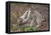 Two Eurasian lynx kittens, aged eight months, play fighting-Edwin Giesbers-Framed Stretched Canvas