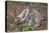 Two Eurasian lynx kittens, aged eight months, play fighting-Edwin Giesbers-Stretched Canvas