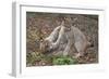 Two Eurasian lynx kittens, aged eight months, play fighting-Edwin Giesbers-Framed Photographic Print
