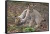 Two Eurasian lynx kittens, aged eight months, play fighting-Edwin Giesbers-Framed Stretched Canvas