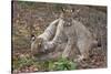 Two Eurasian lynx kittens, aged eight months, play fighting-Edwin Giesbers-Stretched Canvas