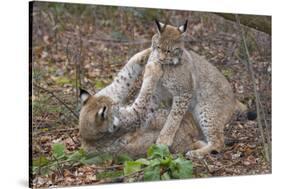 Two Eurasian lynx kittens, aged eight months, play fighting-Edwin Giesbers-Stretched Canvas