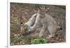 Two Eurasian lynx kittens, aged eight months, play fighting-Edwin Giesbers-Framed Photographic Print