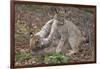 Two Eurasian lynx kittens, aged eight months, play fighting-Edwin Giesbers-Framed Photographic Print