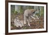 Two Eurasian lynx kittens, one lying down, the other playing-Edwin Giesbers-Framed Photographic Print