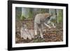 Two Eurasian lynx kittens, one lying down, the other playing-Edwin Giesbers-Framed Photographic Print