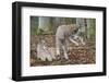 Two Eurasian lynx kittens, one lying down, the other playing-Edwin Giesbers-Framed Photographic Print